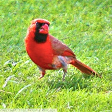 Northern Cardinal 2612