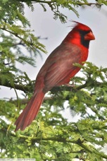 Northern Cardinal 3326