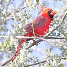 Northern Cardinal 6437