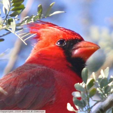 Northern Cardinal 6438