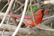 Northern Cardinal 3287