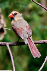 Northern Cardinal female 3290