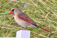 Northern Cardinal female 3862