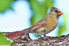 Northern Cardinal female 4376