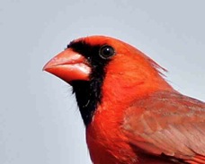 Northern Cardinal 0334