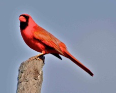 Northern Cardinal 0338