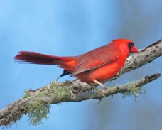 Northern Cardinal 0322