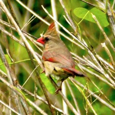 Northern Cardinal Female1360