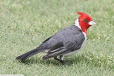 Red-crested Cardinal 2966
