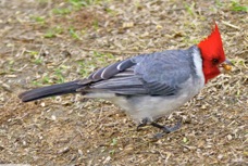 Red-crested Cardinal 3188
