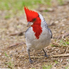 Red-crested Cardinal 3239