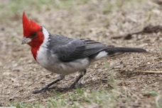 Red-crested Cardinal 3242