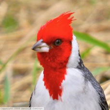 Red-crested Cardinal 3265