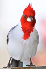 Red-crested Cardinal 5362