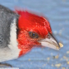 Red-crested Cardinal 5372