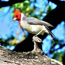 Red-crested Cardinal 2594