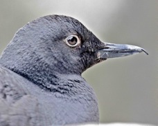 Pigeon Guillemont 9236
