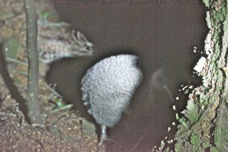 Little Spotted Kiwi 4649