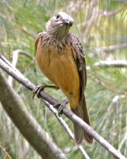 Fawn-breasted Bowerbird 9056