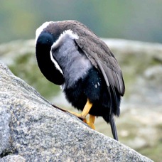 Spotted Shag 9908