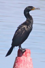 Double-crested Cormorant 0779