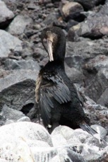 Galapagos Flightless Cormorant 1050