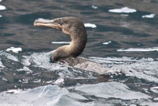 Galapagos Flightless Cormorant 1011
