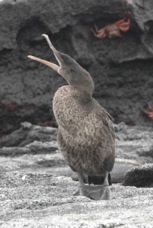 Galapagos Flightless Cormorant 8474