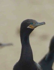 Neotropic Cormorant 3850