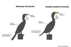 Neotropic vs Double Crested Cormorant