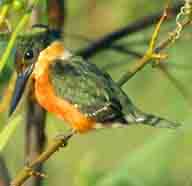 Kingfisher American Pygmy 3225 192