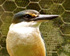 New Zealand Kingfisher 3988