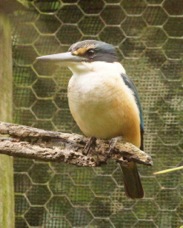 New Zealand Kingfisher 3976