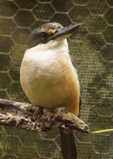 New Zealand Kingfisher 3986