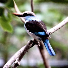 Blue-breasted Kingfisher 1862