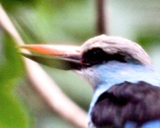 Blue-breasted Kingfisher 1786