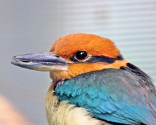 Micronesian Kingfisher 2432