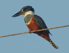 Kingfisher Ringed female 3107