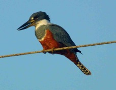 Kingfisher Ringed female 3109
