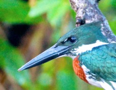 Kingfisher Amazon 3051