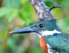 Kingfisher Amazon 3054
