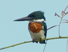 Kingfisher Amazon 3723
