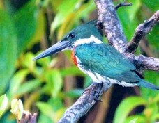 Kingfisher Amazon male 3030