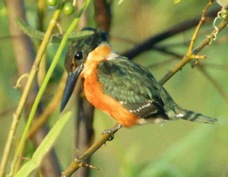 Kingfisher American Pygmy 3225