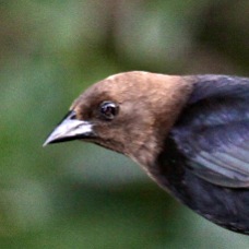 Brown-headed Cowbird 2711