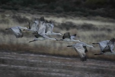 Sandhill Cranes at Dawn 8606