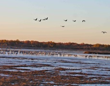 Sandhill Cranes at Dawn 3148