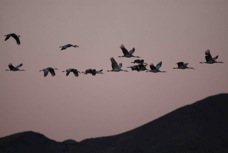 Sandhill Cranes at Dawn 8636