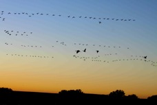 Sandhill Cranes at Dawn 3105