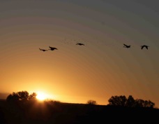 Sandhill Cranes at Dawn 3132